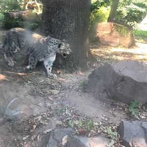 Zoo Magdeburg- snow leopard- 2020