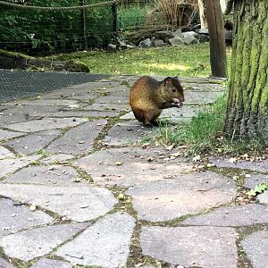 Zoo Magdeburg- aguti in a walkthrough enclosure- 2020