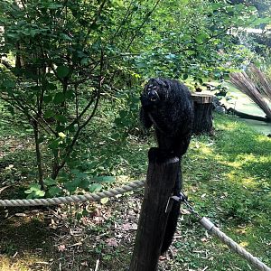 Zoo Magdeburg- white-headed saki eating an acorn- 2020