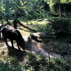 Zoo Magdeburg- lowland tapir together with coati- 2020