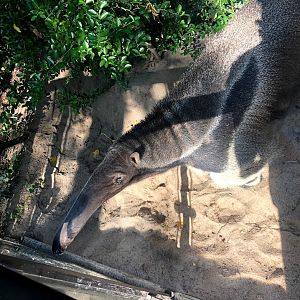 Zoo Magdeburg- giant anteater- 2020