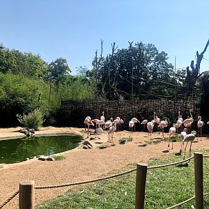 Zoo Magdeburg- flamingo enclosure with trees of the chimp enclosure in the background- 2020