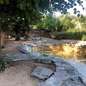 Zoo Magdeburg- jackass penguin enclosure with empty pool- 2020