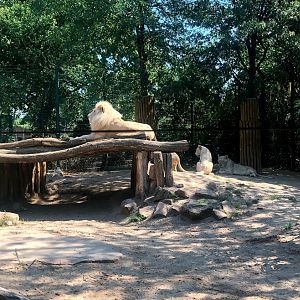 Zoo Magdeburg- white lion family- 2020
