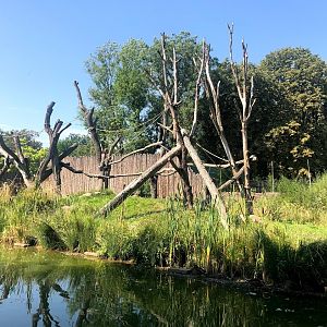 Zoo Magdeburg- chimp outdoor enclosure- 2020