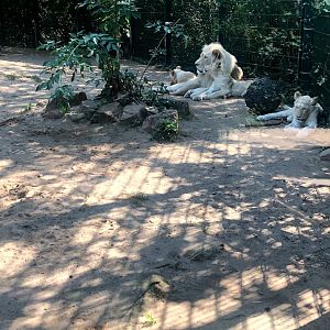 Zoo Magdeburg- white lion family- 2020