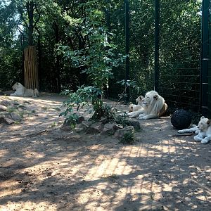 Zoo Magdeburg- another pic of the white lion family- 2020