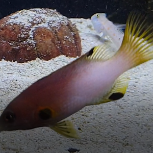 Axilspot hogfish - Bodianus axillaris