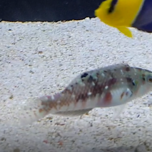 Nebulous wrasse - Halichoeres nebulosus