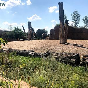 Zoo Magdeburg- two male African elephants with one male lechwe waterbuck- 2020