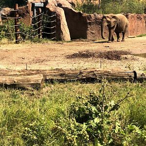 Zoo Magdeburg- older female african elephant Mwene in second exhibit- 2020