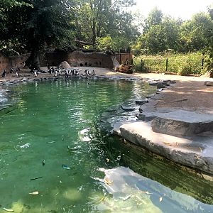 Zoo Magdeburg- jackass penguin enclosure- 2020