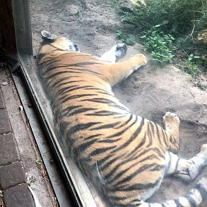 Zoo Magdeburg- amur tiger close-up- 2020