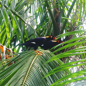 Wild Common Hill Mynas (Gracula religiosa religiosa)