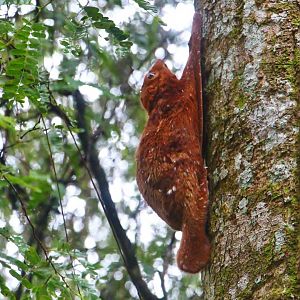 Wild Sunda Colugo (Galeopterus variegatus)