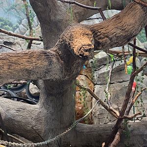 Primates- blue eyed black lemur exhibit