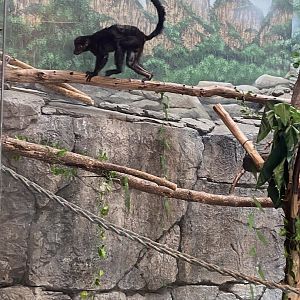 Primates- blue eyed black lemur