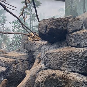 Primates- Black handed spider monkey