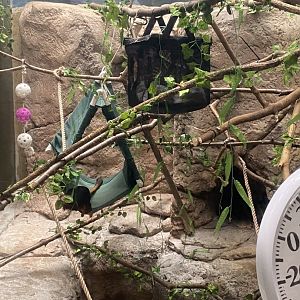 Primates- golden headed lion tamarin & emperor tamarin exhibit