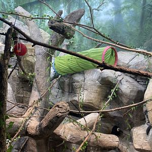 Primates- White faced saki & Hoffman’s two toed sloth exhibit