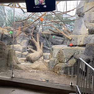 Primates- Black handed spider monkey exhibit