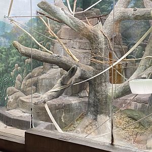 Primates- patas monkey exhibit