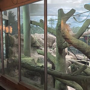 Primates- Sumatran orangutan indoor exhibit