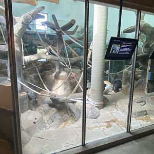 Primates- western lowland gorilla indoor exhibit