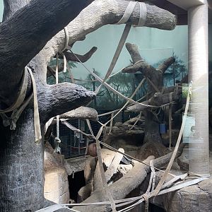 Primates- western lowland gorilla indoor exhibit