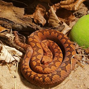 European horned viper