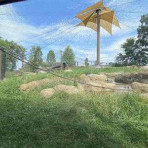 Gorilla forest- western lowland gorilla exhibit #1