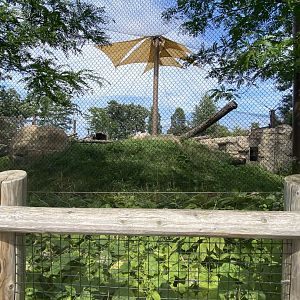 Gorilla forest- western lowland gorilla exhibit #1