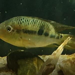 Aequidens sp. 'Mato Grosso'