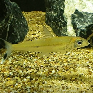 Argonectes longiceps