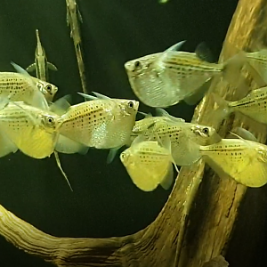 Gasteropelecus maculatus