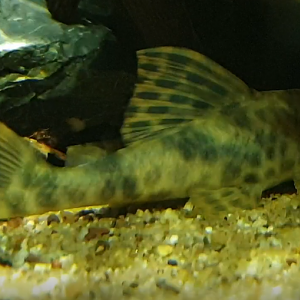 Peckoltia oligospila