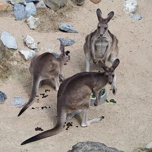 Eastern grey kangaroos (Macropus giganteus), 2020-06-28