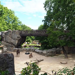Dromedary camel and Somali black-headed sheep paddock, 2020-06-28