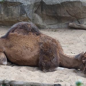 Dromedary camel (Camelus dromedarius), 2020-06-28