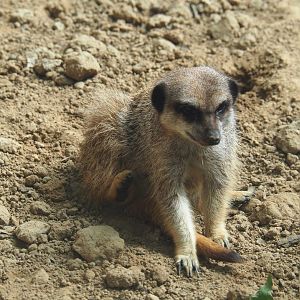Meerkat (Suricata suricatta), 2020-06-28