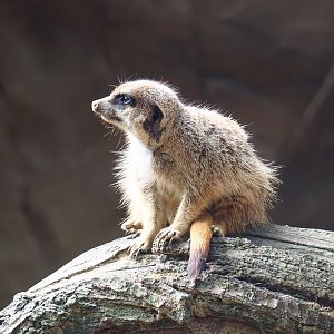 Meerkat (Suricata suricatta), 2020-06-28