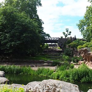 African lion exhibit, 2020-06-28