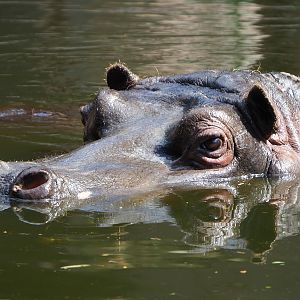 Hippopotamus amphibius, 2020-06-28
