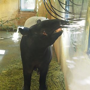 Malayan tapir (Tapirus indicus), 2020-06-28