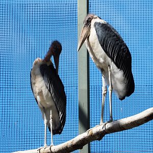 Marabous (Leptoptilos crumenifer), 2020-06-28