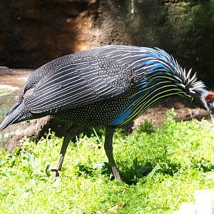 Vulturine guineafowl (Acryllium vulturinum), 2020-06-28