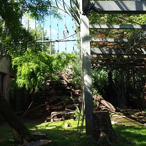 Marabou, Rüppell's vulture, Waldrapp, Black crowned crane and Vulturine guineafowl aviary, 2020-06-28