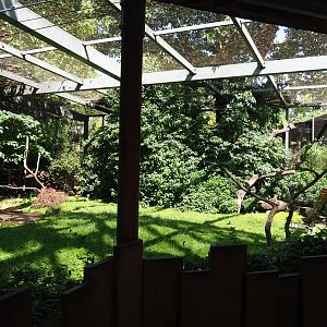 Marabou, Rüppell's vulture, Waldrapp, Black crowned crane and Vulturine guineafowl aviary, 2020-06-28