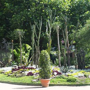 Cactus and agave garden near the bird house, 2020-06-28