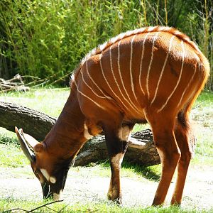 New young male Mountain bongo (Tragelaphus eurycerus isaaci) Lucah, 2020-06-28